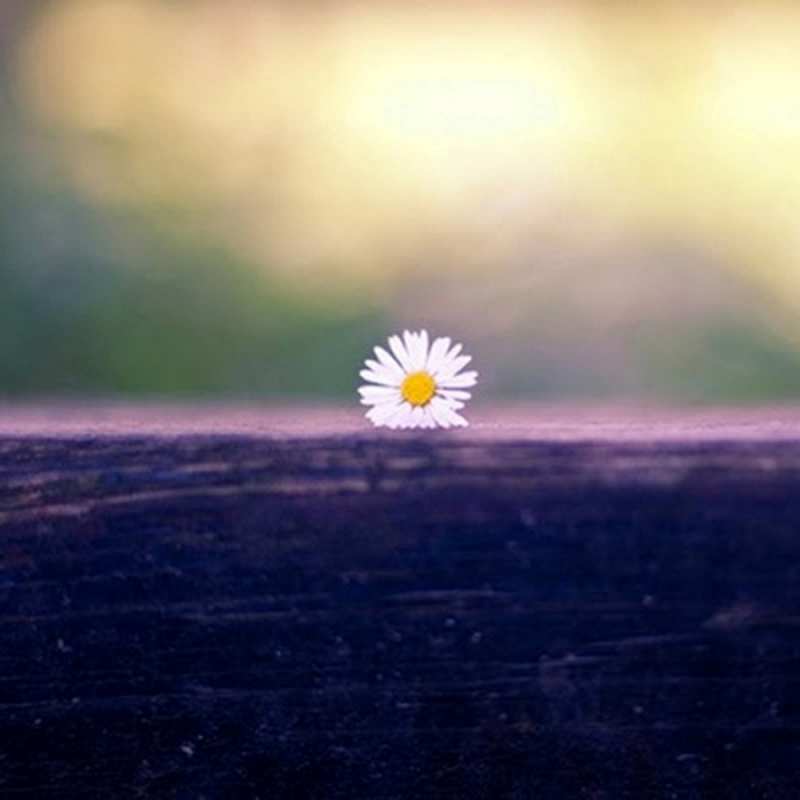 Открытка я тут одна как этот цветок  приходи в гости  Ich vermisse dich 