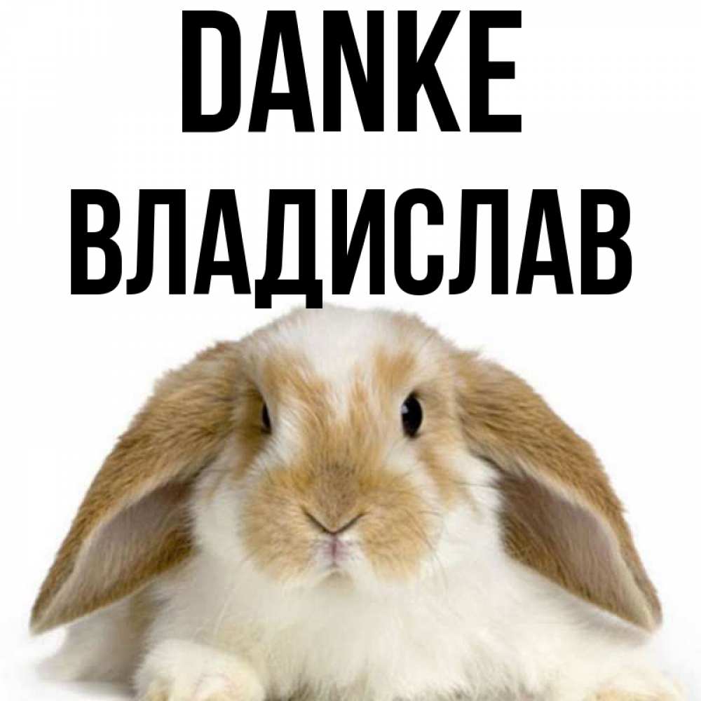 Открытка на каждый день с именем, Владислав Danke коричнево белый заяц Прикольная открытка с пожеланием онлайн скачать бесплатно 