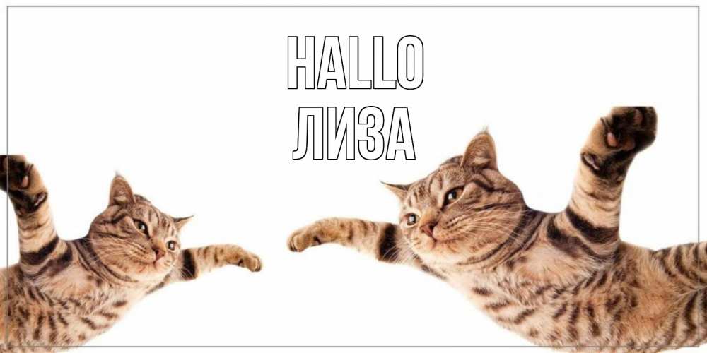 Открытка на каждый день с именем, Лиза Hallo кот Прикольная открытка с пожеланием онлайн скачать бесплатно 