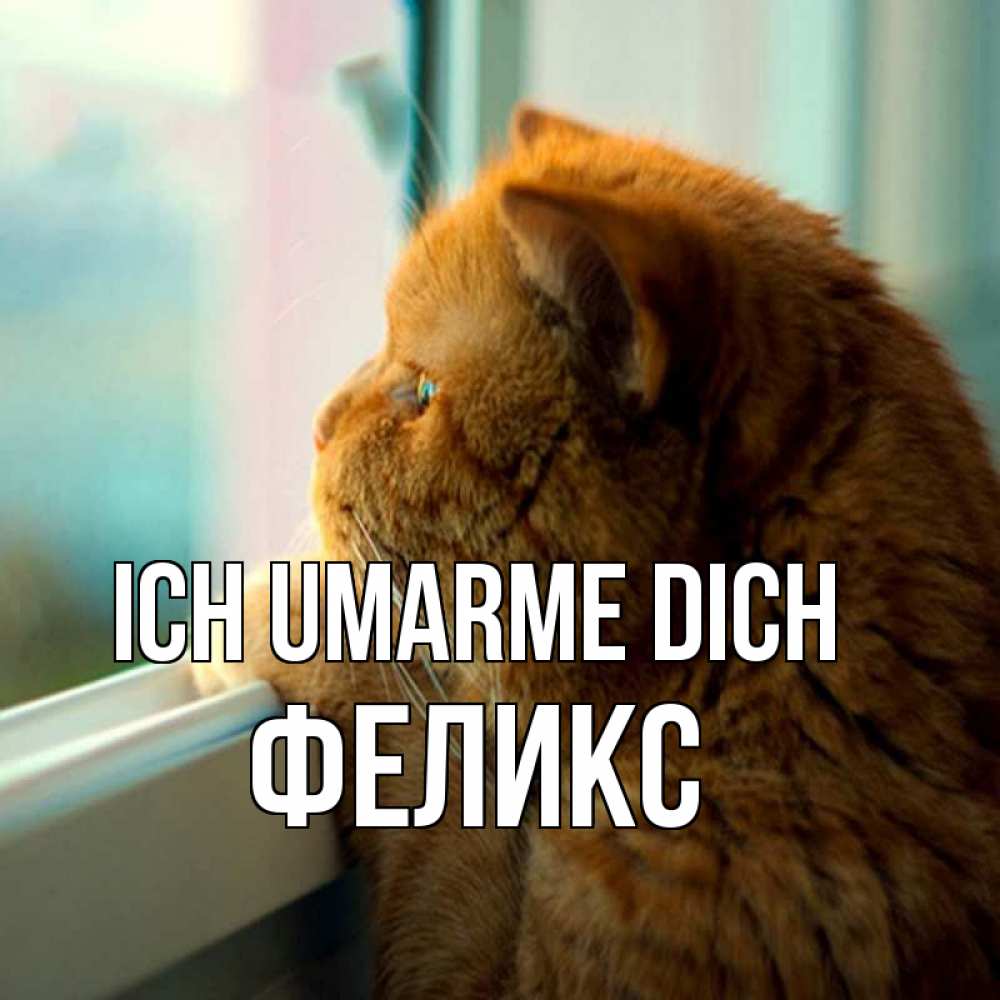 Открытка на каждый день с именем, Феликс Ich umarme dich большой огромный рыжий котяра Прикольная открытка с пожеланием онлайн скачать бесплатно 
