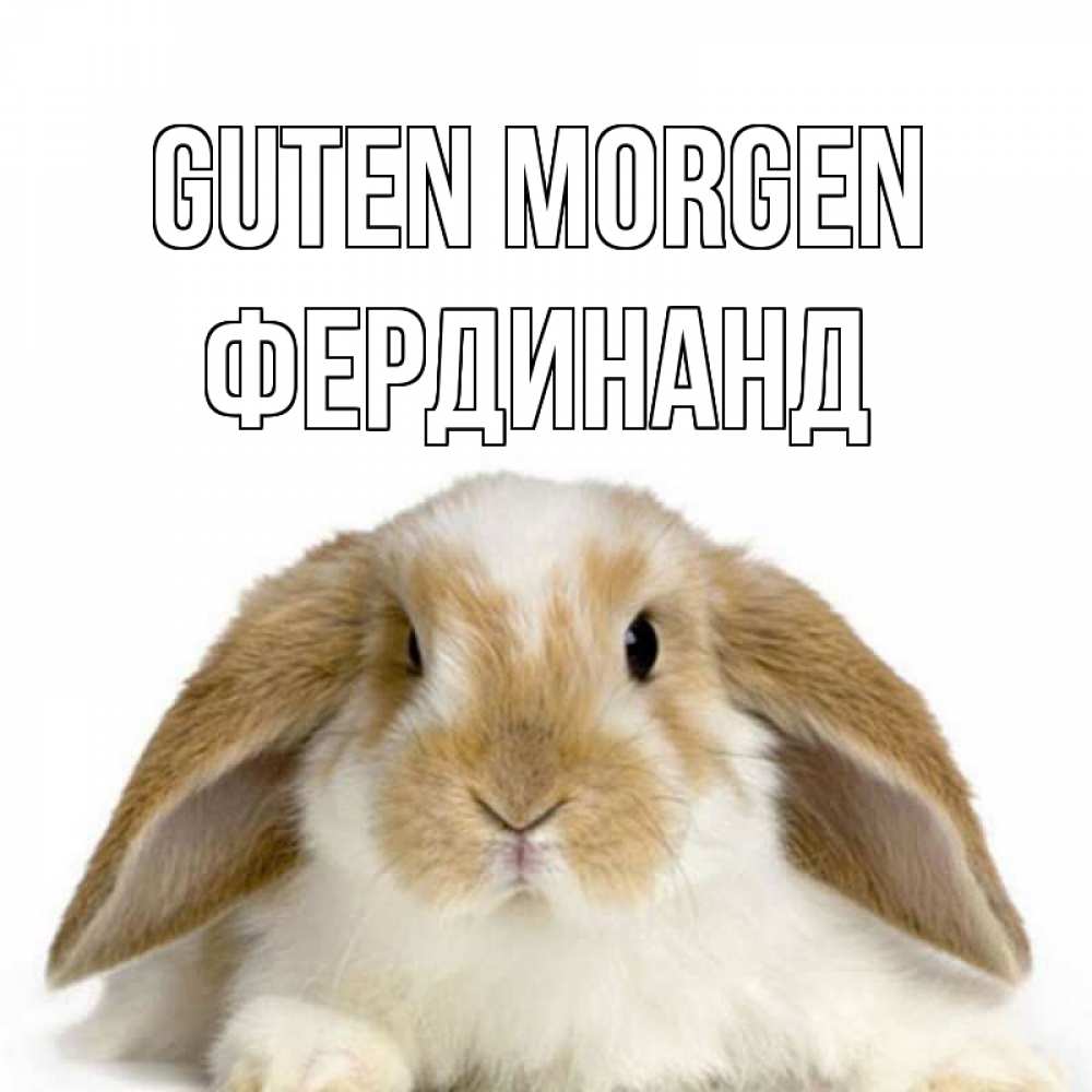 Открытка на каждый день с именем, Фердинанд Guten Morgen прикольные открытки на каждый день Прикольная открытка с пожеланием онлайн скачать бесплатно 