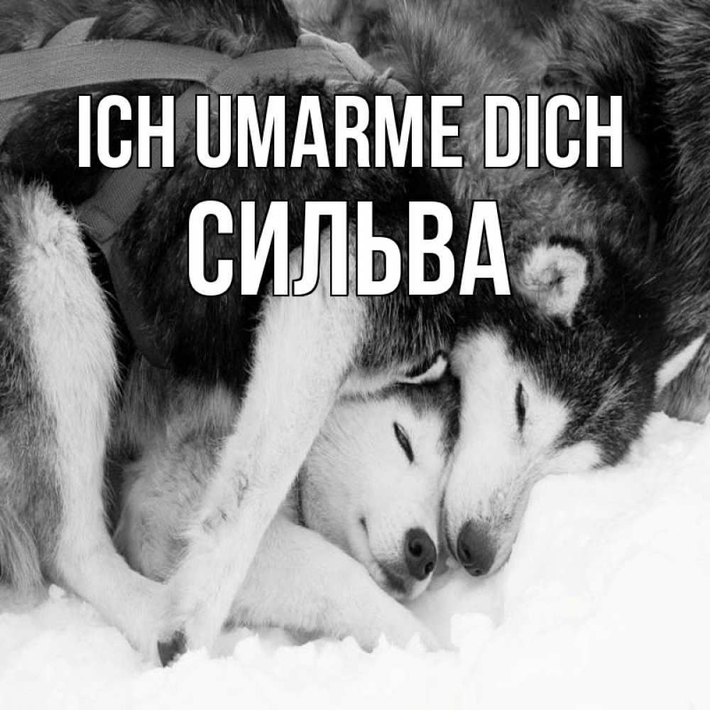 Открытка на каждый день с именем, Сильва Ich umarme dich собачки в упряжке Прикольная открытка с пожеланием онлайн скачать бесплатно 