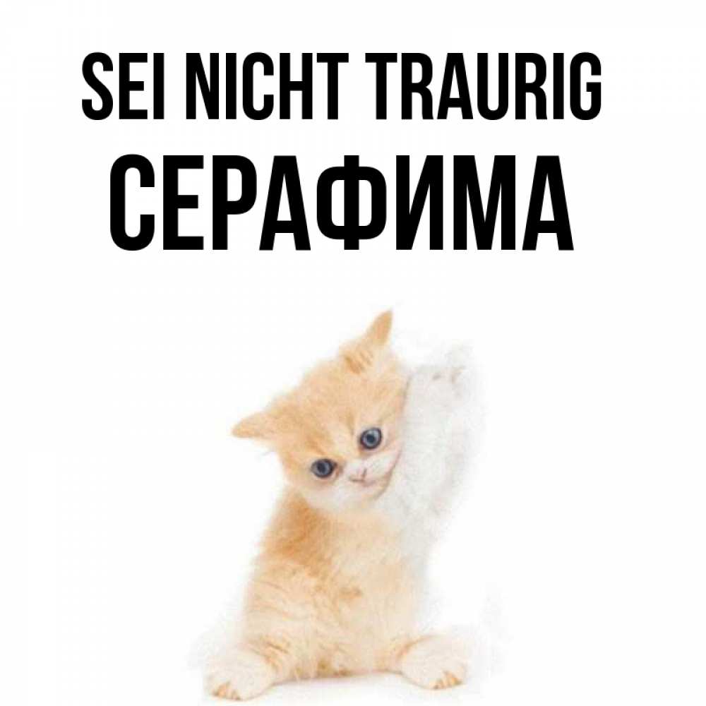 Открытка на каждый день с именем, Серафима Sei nicht traurig просящий кот Прикольная открытка с пожеланием онлайн скачать бесплатно 