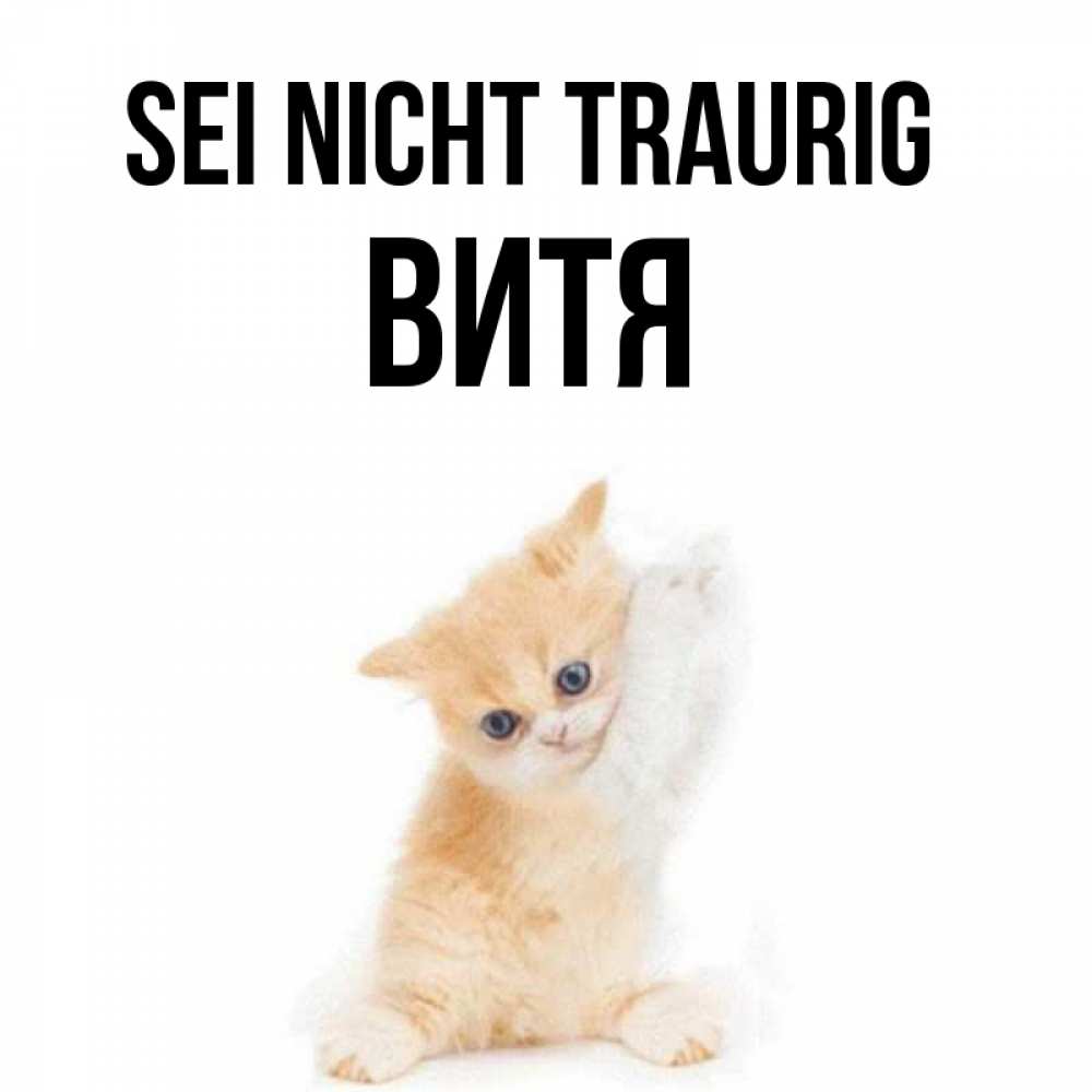 Открытка на каждый день с именем, Витя Sei nicht traurig просящий кот Прикольная открытка с пожеланием онлайн скачать бесплатно 