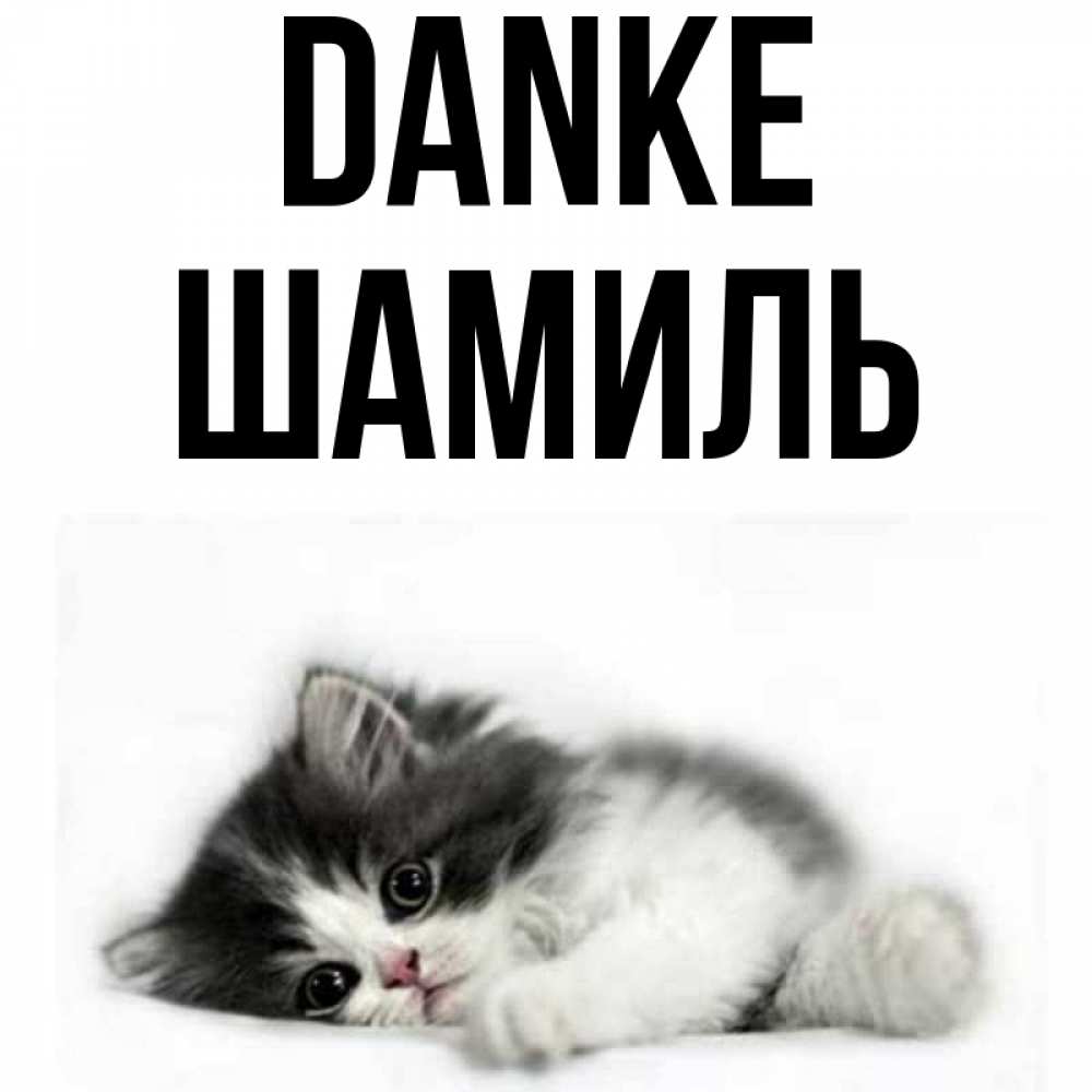 Открытка на каждый день с именем, Шамиль Danke черный и белый кот Прикольная открытка с пожеланием онлайн скачать бесплатно 