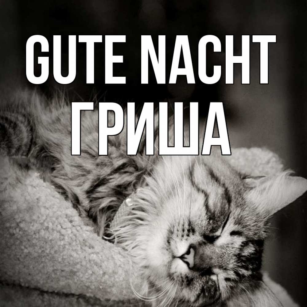 Открытка на каждый день с именем, Гриша Gute Nacht котярик пушистый Прикольная открытка с пожеланием онлайн скачать бесплатно 