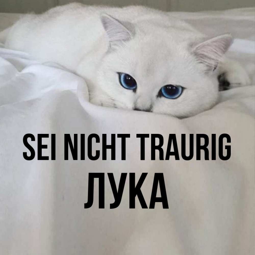 Открытка на каждый день с именем, Лука Sei nicht traurig Голубоглазая кошка Прикольная открытка с пожеланием онлайн скачать бесплатно 