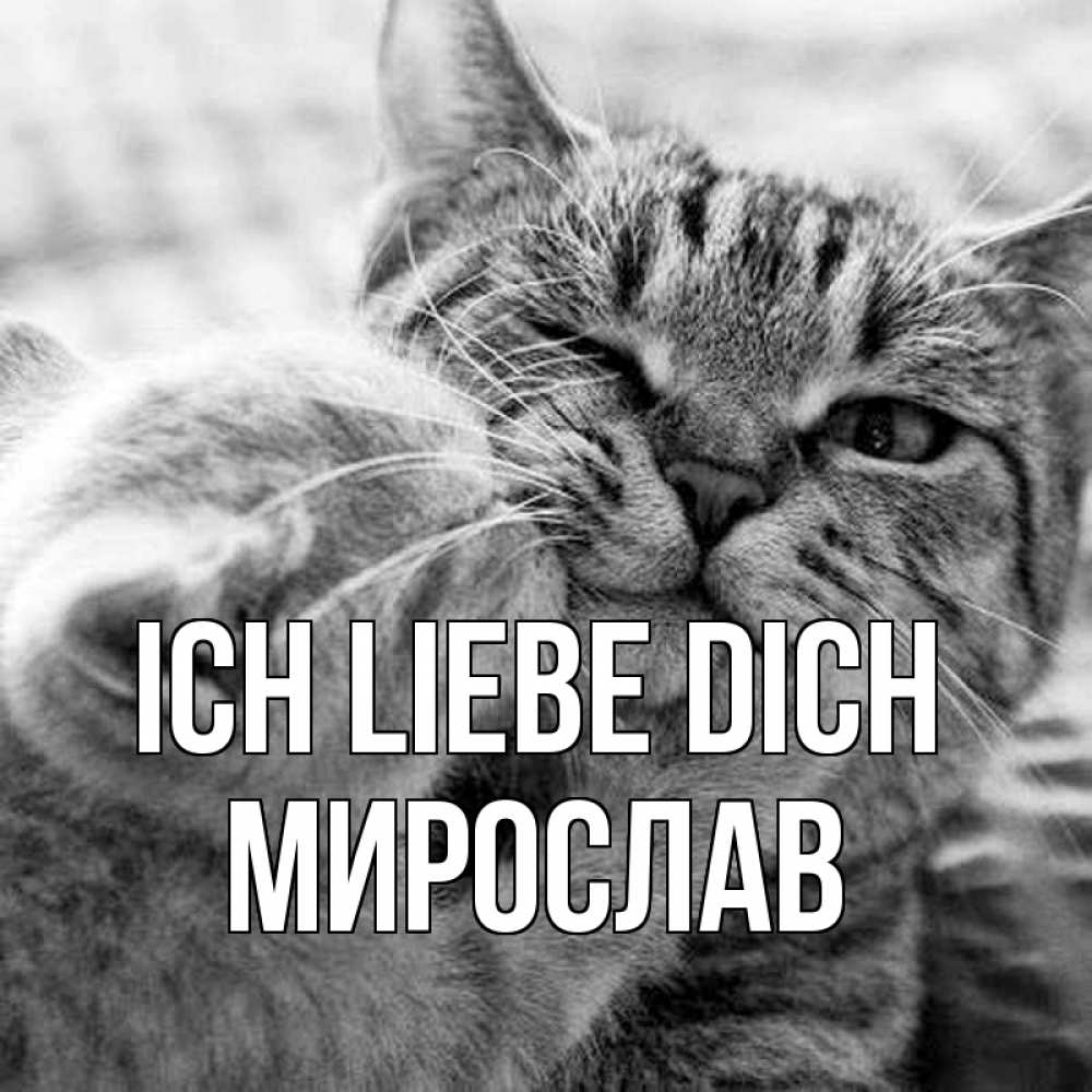 Открытка на каждый день с именем, Мирослав Ich liebe dich коты Прикольная открытка с пожеланием онлайн скачать бесплатно 