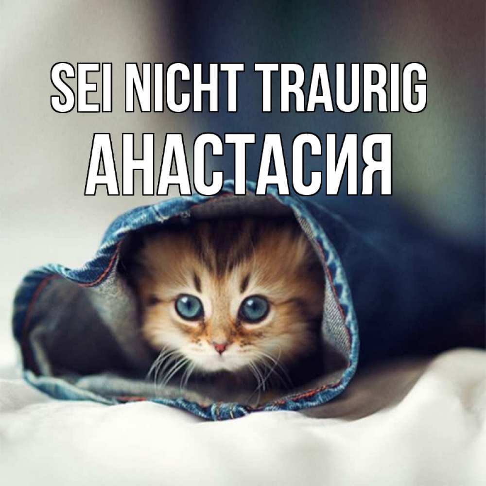 Открытка на каждый день с именем, Анастасия Sei nicht traurig кот в одежде Прикольная открытка с пожеланием онлайн скачать бесплатно 