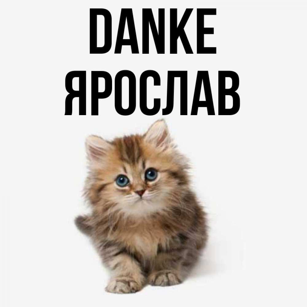 Открытка на каждый день с именем, Ярослав Danke пушистый котик Прикольная открытка с пожеланием онлайн скачать бесплатно 