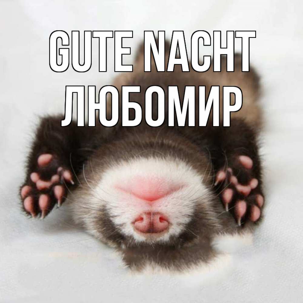 Открытка на каждый день с именем, Любомир Gute Nacht зверек Прикольная открытка с пожеланием онлайн скачать бесплатно 