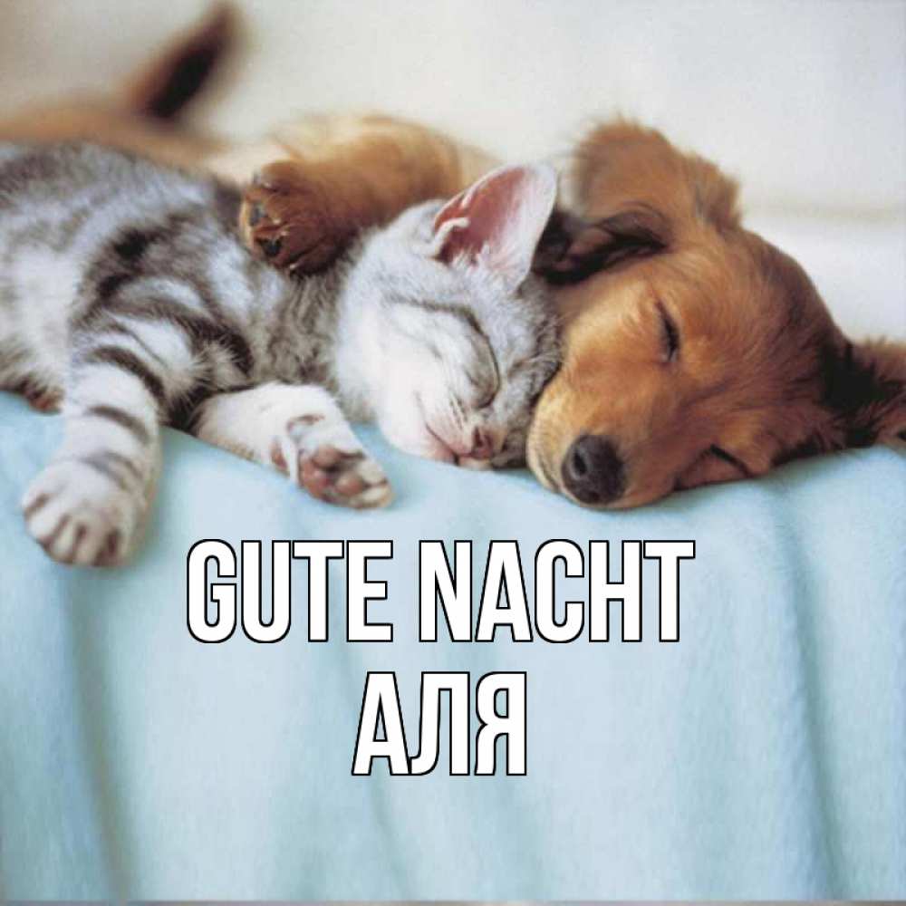 Открытка на каждый день с именем, Аля Gute Nacht с животными Прикольная открытка с пожеланием онлайн скачать бесплатно 