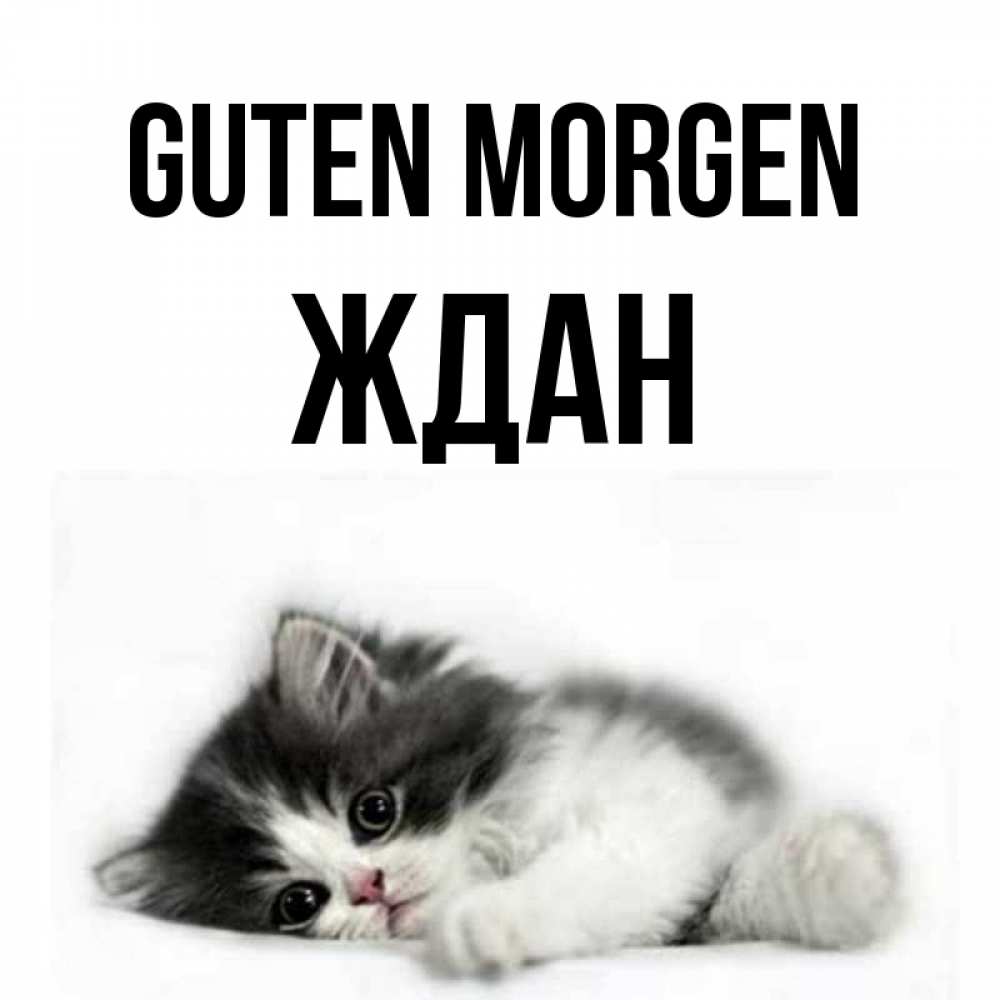 Открытка на каждый день с именем, Ждан Guten Morgen кот лапки Прикольная открытка с пожеланием онлайн скачать бесплатно 