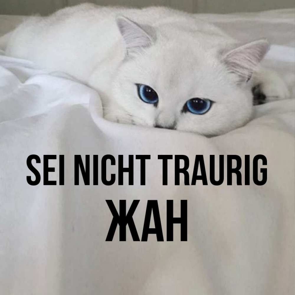 Открытка на каждый день с именем, Жан Sei nicht traurig Голубоглазая кошка Прикольная открытка с пожеланием онлайн скачать бесплатно 