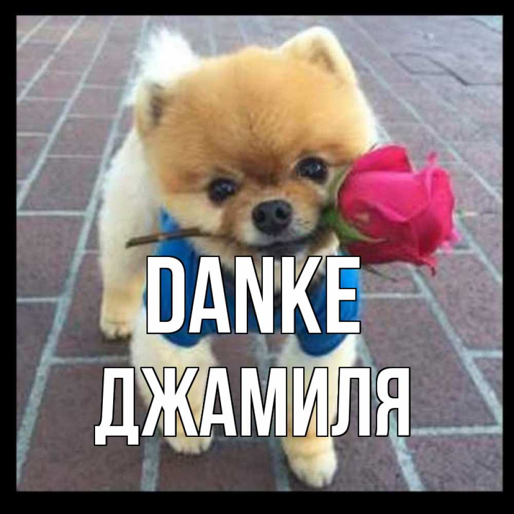 Открытка на каждый день с именем, Джамиля Danke спасибо и дарю тебе цветок Прикольная открытка с пожеланием онлайн скачать бесплатно 