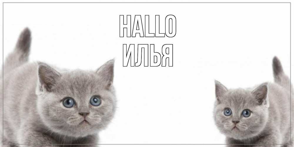 Открытка на каждый день с именем, Илья Hallo коты Прикольная открытка с пожеланием онлайн скачать бесплатно 