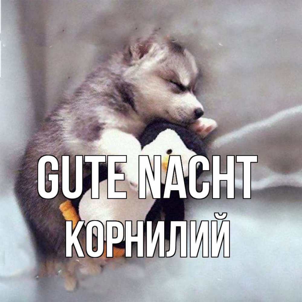 Открытка на каждый день с именем, Корнилий Gute Nacht обнимашки щенка и пингвина Прикольная открытка с пожеланием онлайн скачать бесплатно 