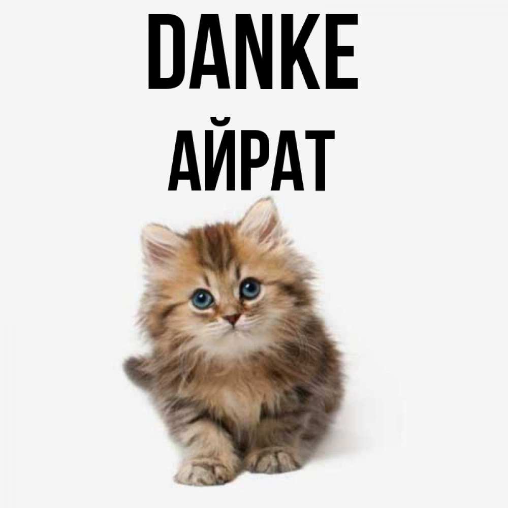 Открытка на каждый день с именем, Айрат Danke пушистый котик Прикольная открытка с пожеланием онлайн скачать бесплатно 