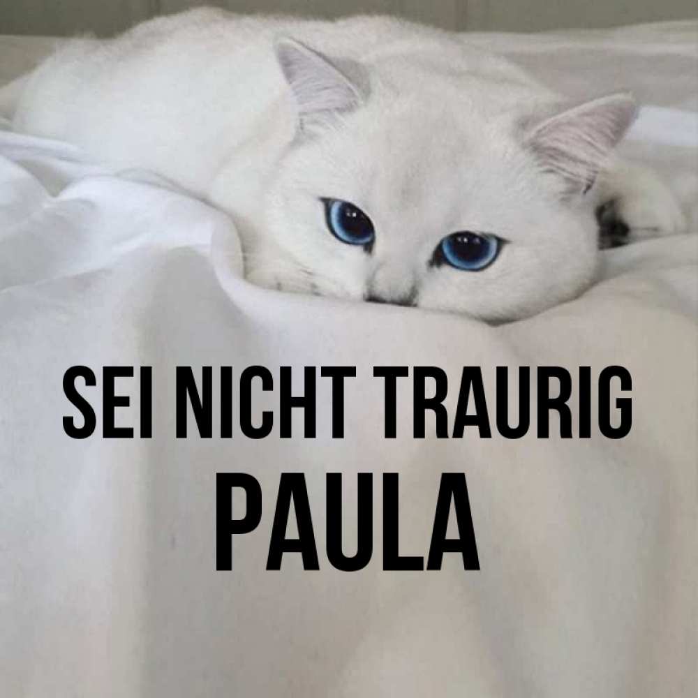 Открытка на каждый день с именем, Paula Sei nicht traurig Голубоглазая кошка Прикольная открытка с пожеланием онлайн скачать бесплатно 