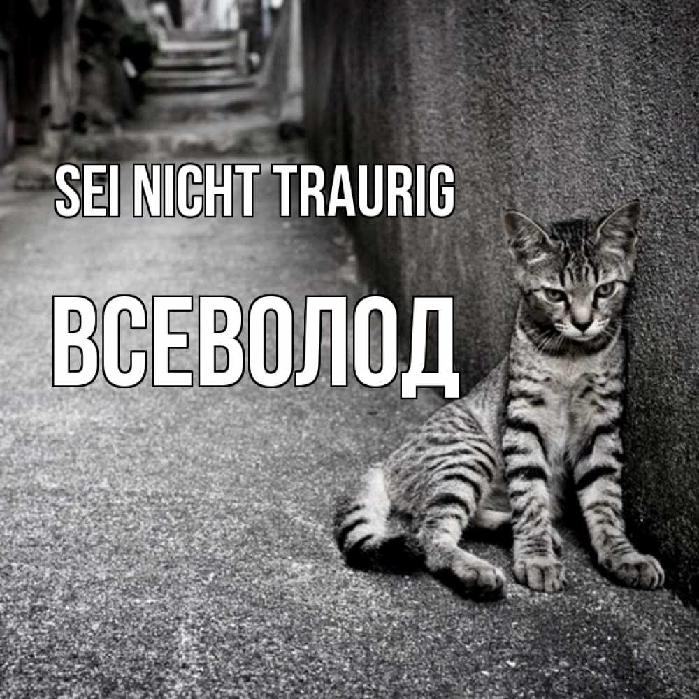 Открытка на каждый день с именем, Всеволод Sei nicht traurig скучающий котик Прикольная открытка с пожеланием онлайн скачать бесплатно 