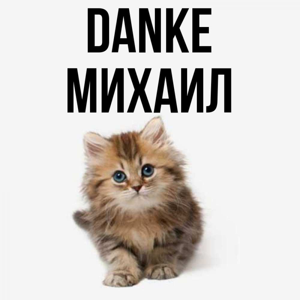 Открытка на каждый день с именем, Михаил Danke пушистый котик Прикольная открытка с пожеланием онлайн скачать бесплатно 