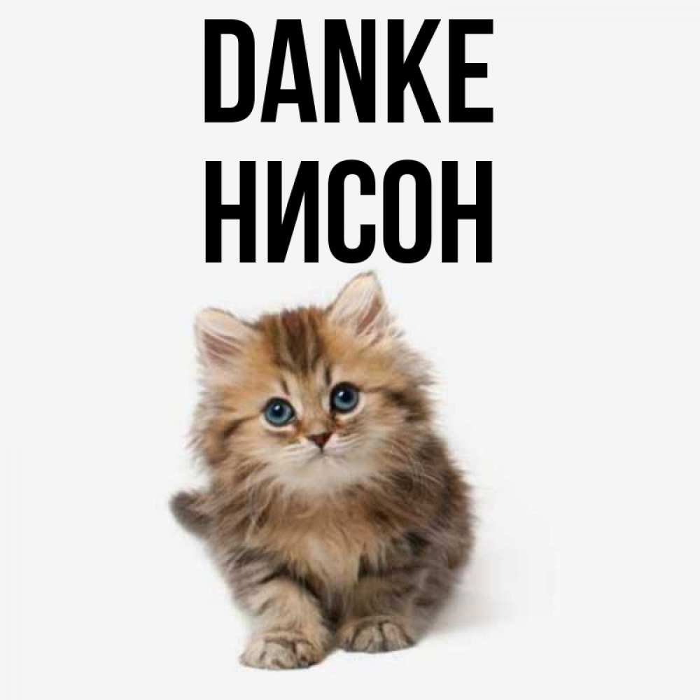 Открытка на каждый день с именем, Нисон Danke пушистый котик Прикольная открытка с пожеланием онлайн скачать бесплатно 