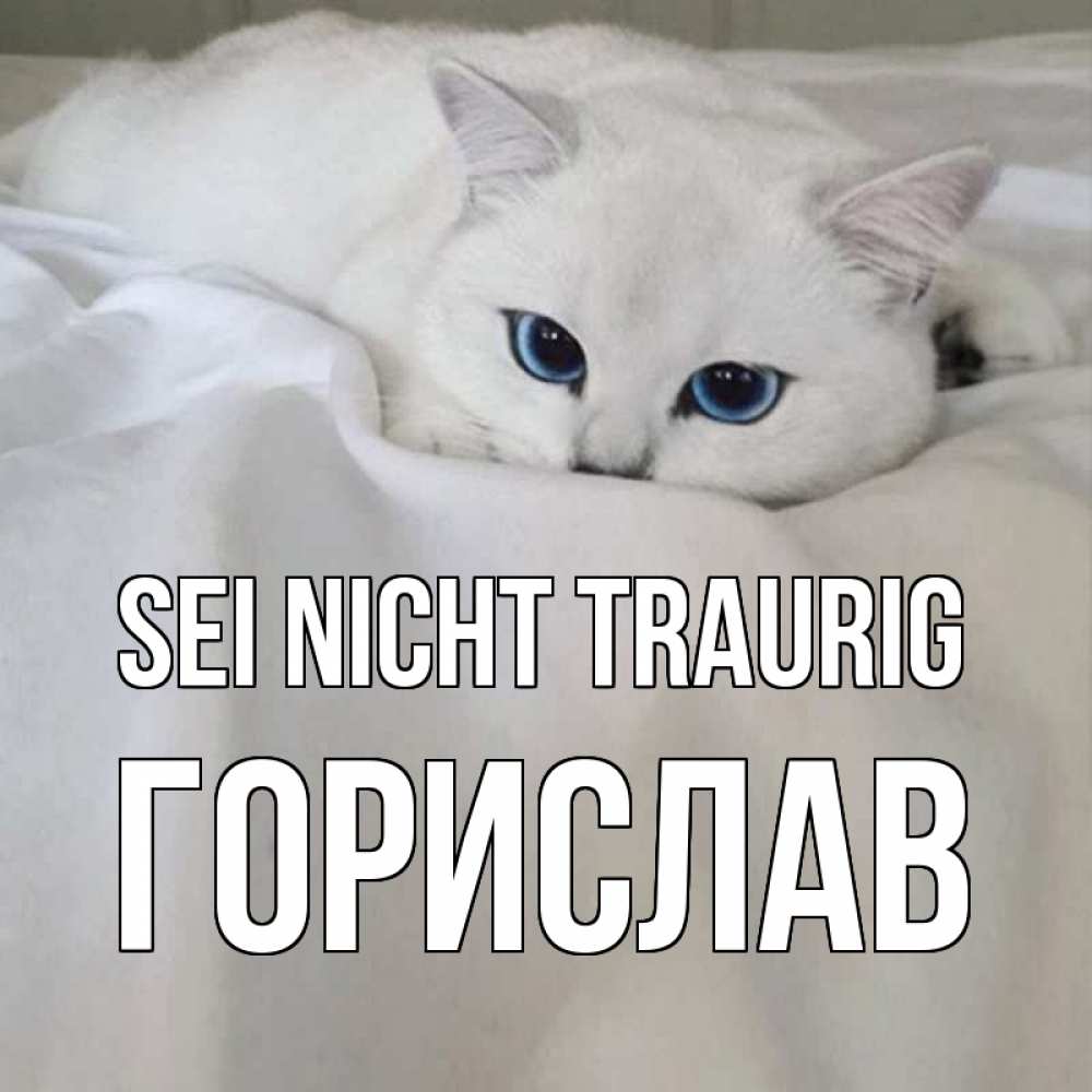 Открытка на каждый день с именем, Горислав Sei nicht traurig белый кот с голубыми глазами на белоснежной кровати Прикольная открытка с пожеланием онлайн скачать бесплатно 