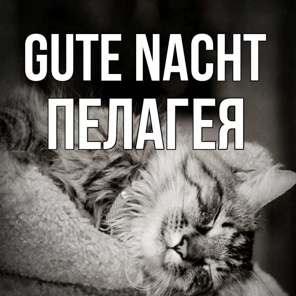 Открытка на каждый день с именем, Пелагея Gute Nacht котярик пушистый Прикольная открытка с пожеланием онлайн скачать бесплатно 