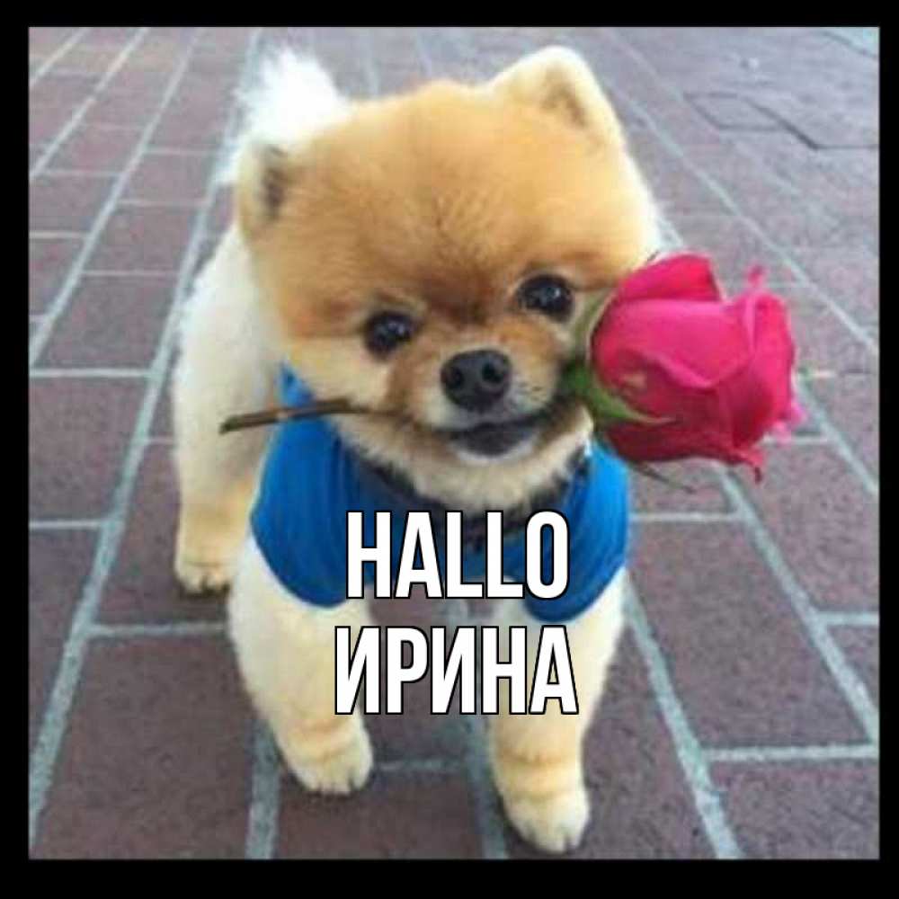 Открытка на каждый день с именем, Ирина Hallo роза в зубах у собаки Прикольная открытка с пожеланием онлайн скачать бесплатно 
