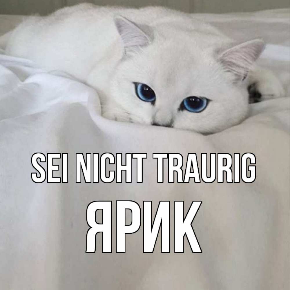 Открытка на каждый день с именем, Ярик Sei nicht traurig белый кот с голубыми глазами на белоснежной кровати Прикольная открытка с пожеланием онлайн скачать бесплатно 