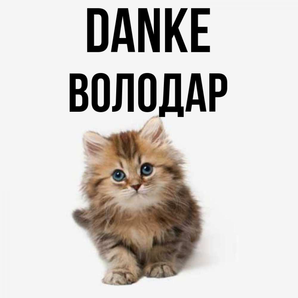 Открытка на каждый день с именем, Володар Danke пушистый котик Прикольная открытка с пожеланием онлайн скачать бесплатно 