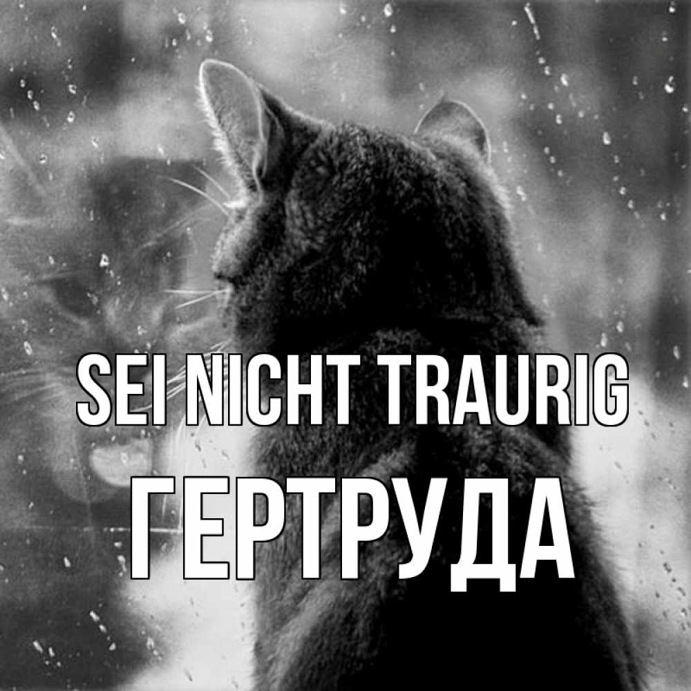 Открытка на каждый день с именем, Гертруда Sei nicht traurig отражение кота 1 Прикольная открытка с пожеланием онлайн скачать бесплатно 