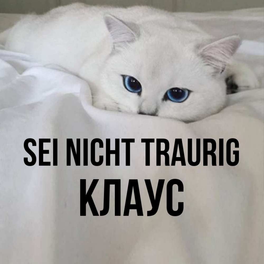 Открытка на каждый день с именем, Клаус Sei nicht traurig Голубоглазая кошка Прикольная открытка с пожеланием онлайн скачать бесплатно 
