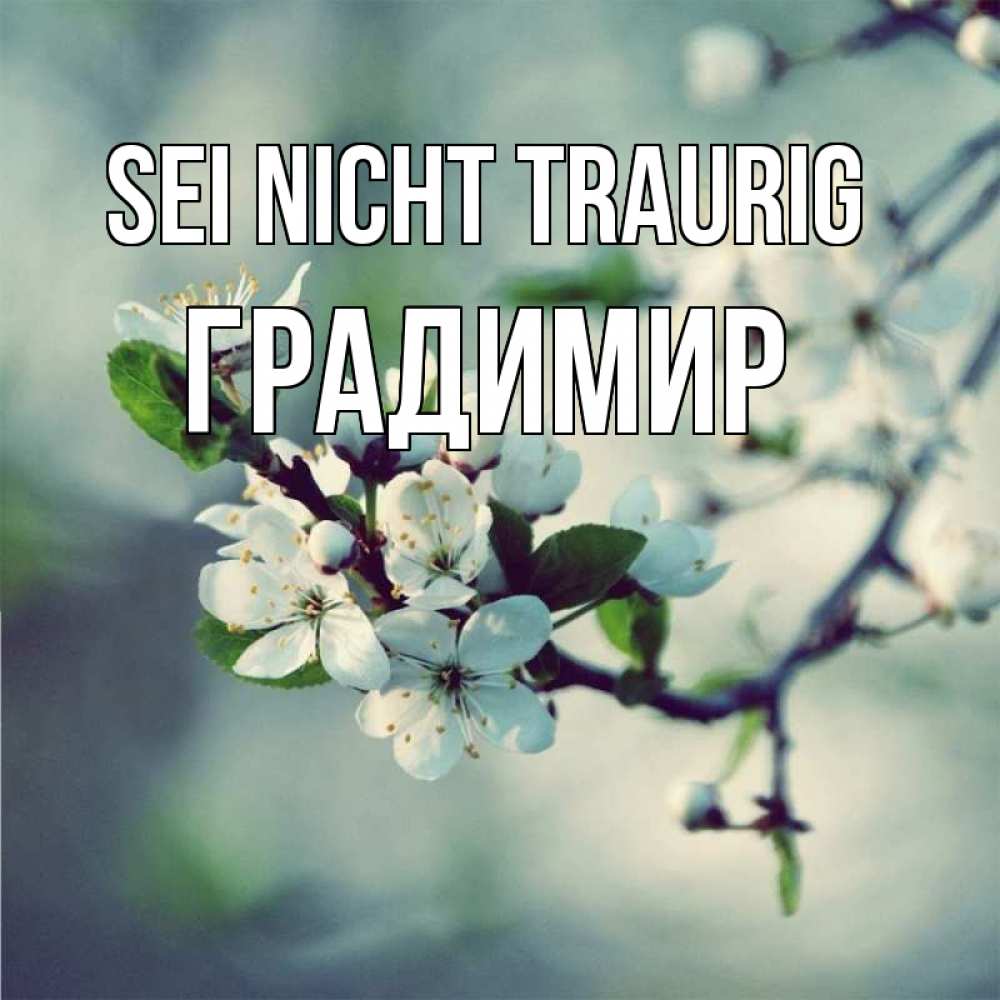 Открытка на каждый день с именем, Градимир Sei nicht traurig яблоня в цвету 1 Прикольная открытка с пожеланием онлайн скачать бесплатно 