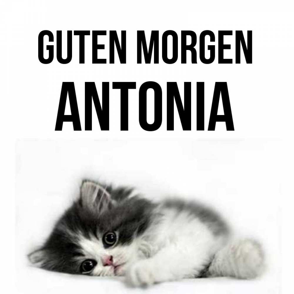 Открытка на каждый день с именем, Antonia Guten Morgen кот лапки Прикольная открытка с пожеланием онлайн скачать бесплатно 