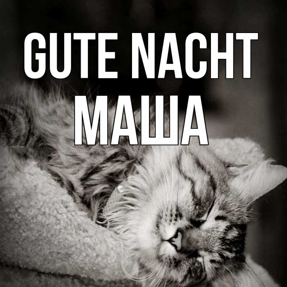 Открытка на каждый день с именем, Маша Gute Nacht котярик пушистый Прикольная открытка с пожеланием онлайн скачать бесплатно 
