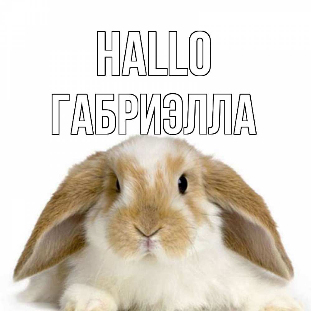 Открытка на каждый день с именем, Габриэлла Hallo с животными Прикольная открытка с пожеланием онлайн скачать бесплатно 