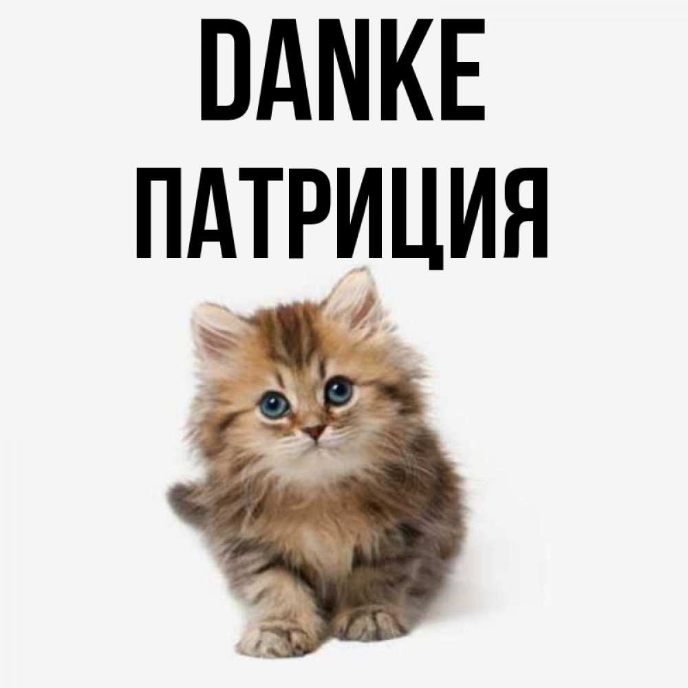 Открытка на каждый день с именем, Патриция Danke пушистый котик Прикольная открытка с пожеланием онлайн скачать бесплатно 