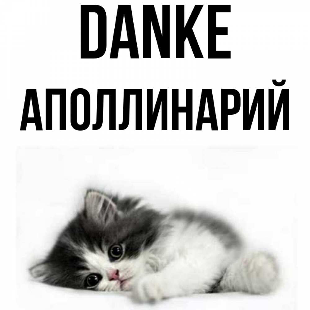 Открытка на каждый день с именем, Аполлинарий Danke черный и белый кот Прикольная открытка с пожеланием онлайн скачать бесплатно 