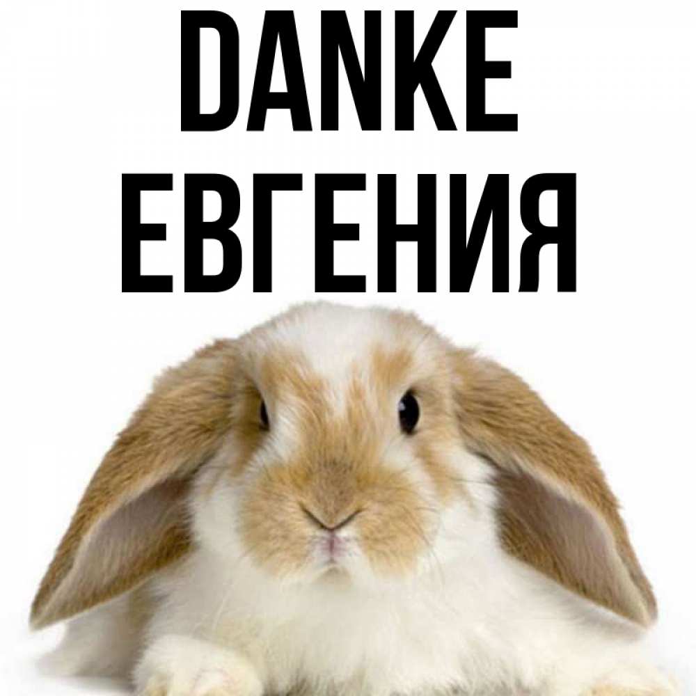 Открытка на каждый день с именем, Евгения Danke коричнево белый заяц Прикольная открытка с пожеланием онлайн скачать бесплатно 