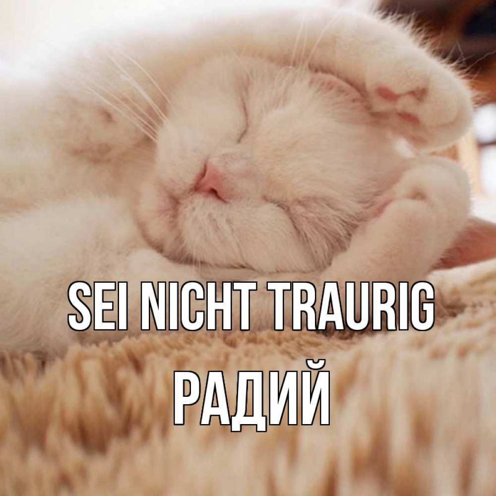 Открытка на каждый день с именем, Радий Sei nicht traurig белый кот Прикольная открытка с пожеланием онлайн скачать бесплатно 