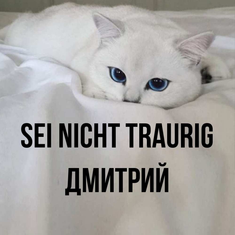 Открытка на каждый день с именем, Дмитрий Sei nicht traurig Голубоглазая кошка Прикольная открытка с пожеланием онлайн скачать бесплатно 