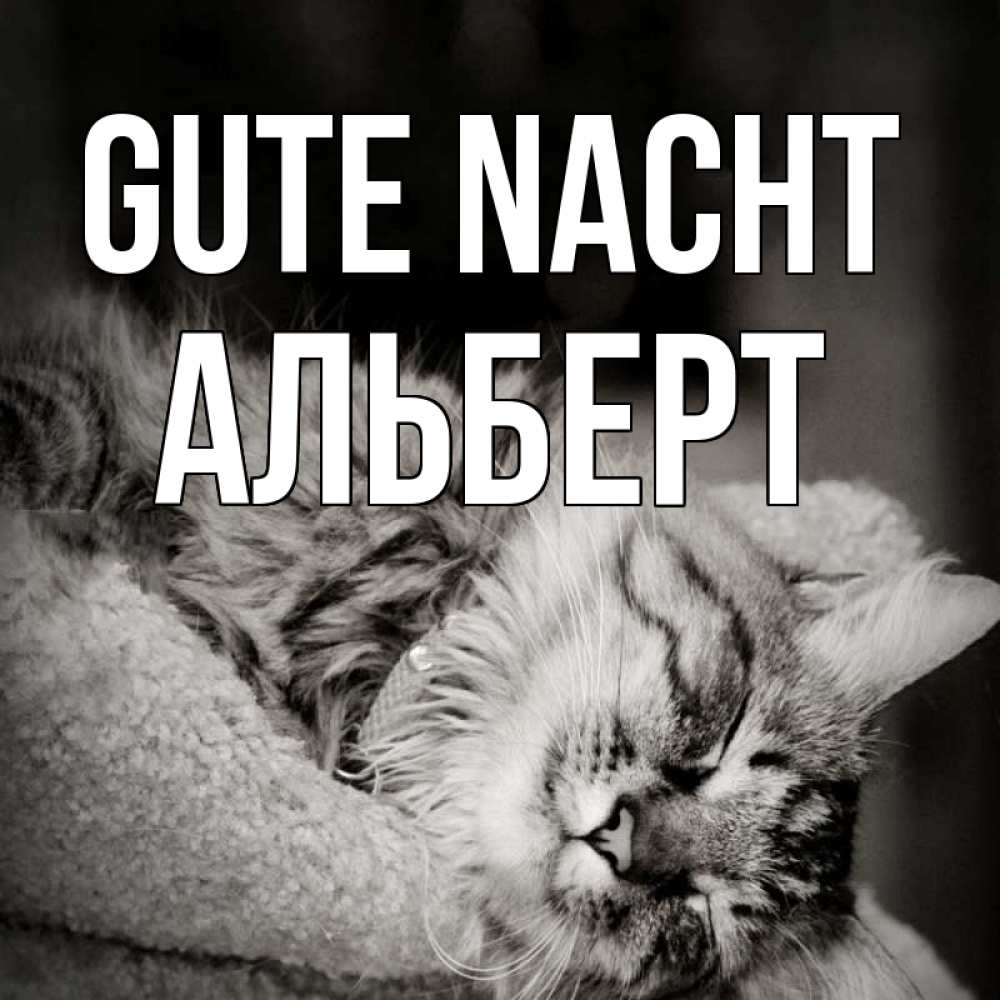 Открытка на каждый день с именем, Альберт Gute Nacht котярик пушистый Прикольная открытка с пожеланием онлайн скачать бесплатно 