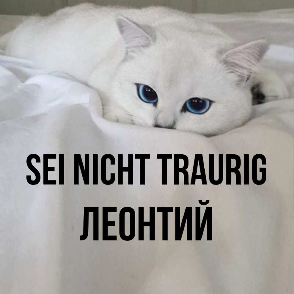 Открытка на каждый день с именем, Леонтий Sei nicht traurig Голубоглазая кошка Прикольная открытка с пожеланием онлайн скачать бесплатно 