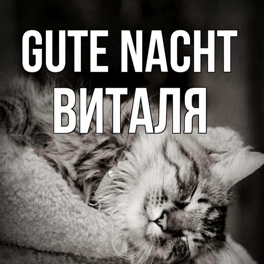 Открытка на каждый день с именем, Виталя Gute Nacht котярик пушистый Прикольная открытка с пожеланием онлайн скачать бесплатно 