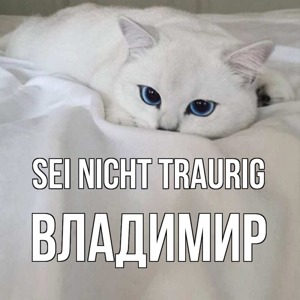 Открытка на каждый день с именем, Владимир Sei nicht traurig белый кот с голубыми глазами на белоснежной кровати Прикольная открытка с пожеланием онлайн скачать бесплатно 