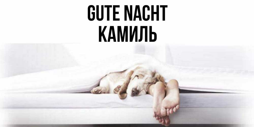 Открытка на каждый день с именем, Камиль Gute Nacht кровать с собакой пожелание сладких снов и спокойной ночи Прикольная открытка с пожеланием онлайн скачать бесплатно 