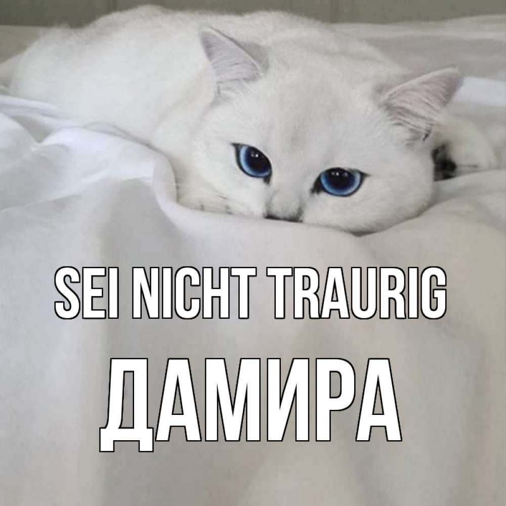 Открытка на каждый день с именем, Дамира Sei nicht traurig белый кот с голубыми глазами на белоснежной кровати Прикольная открытка с пожеланием онлайн скачать бесплатно 