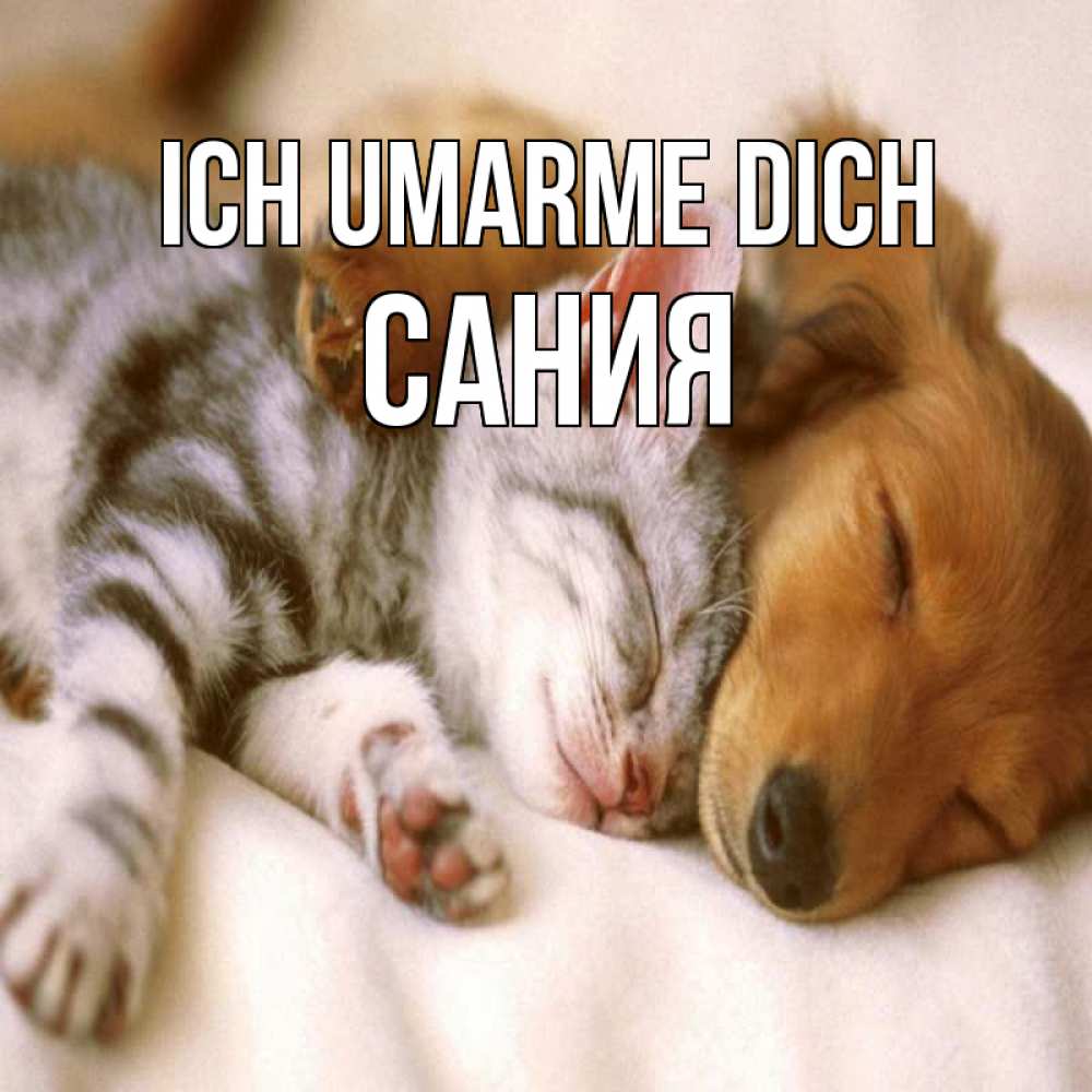 Открытка на каждый день с именем, Сания Ich umarme dich пес и котенок Прикольная открытка с пожеланием онлайн скачать бесплатно 