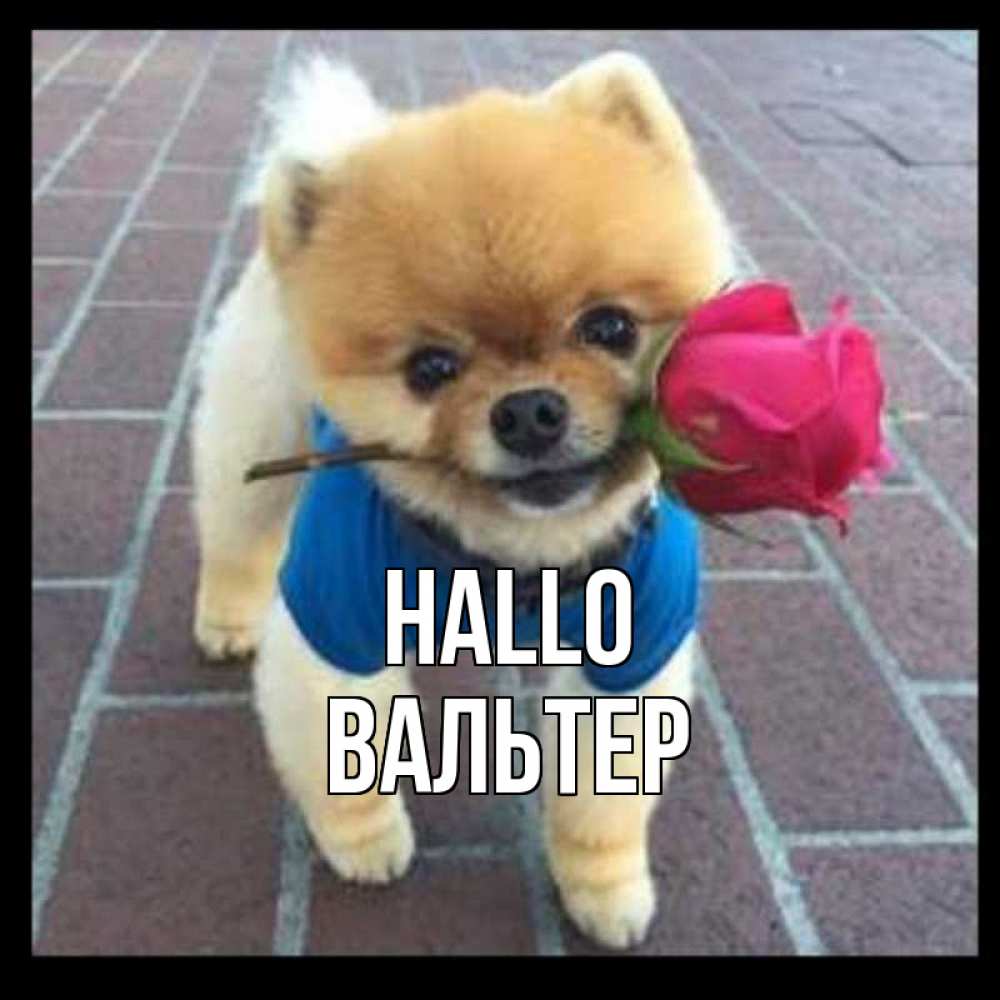 Открытка на каждый день с именем, Вальтер Hallo роза в зубах у собаки Прикольная открытка с пожеланием онлайн скачать бесплатно 